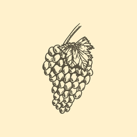 Bunch of grapes, hand drawn sketch vector illustration.のイラスト素材