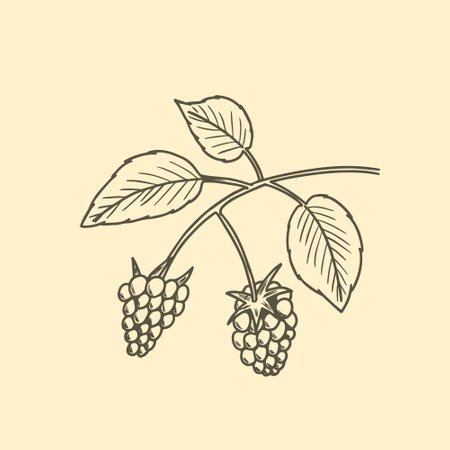 Two raspberries on a twig with leaves, hand drawn sketch vector illustration.のイラスト素材