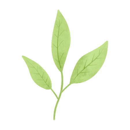 Watercolour vector illustration of a seaweed in childish style.のイラスト素材