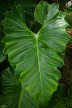 Green Leaf Macro Nature