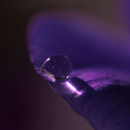 purple dropの写真素材