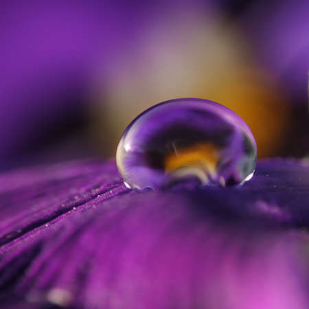 violet dropの写真素材