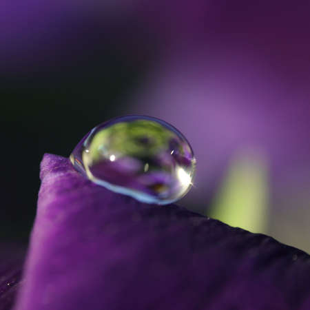 purple dropの写真素材