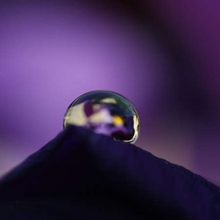 violet tearの写真素材