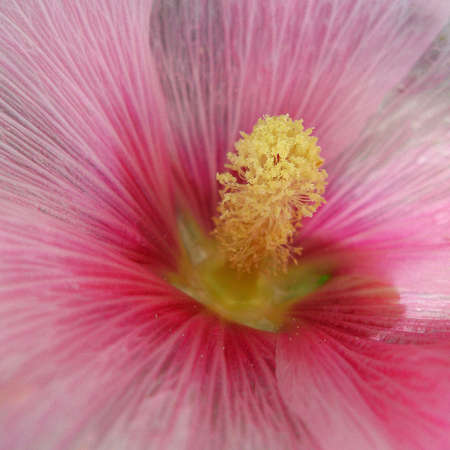 rosy mallowの写真素材