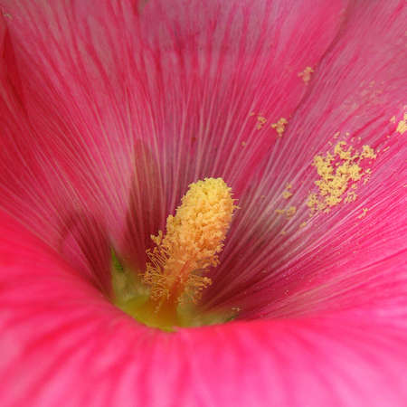 pink mallowの写真素材