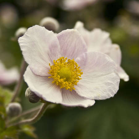 nice flowerの写真素材