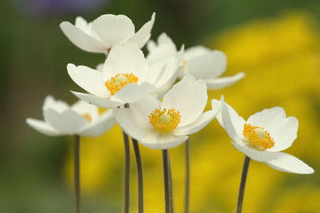 white delicate flowersの写真素材
