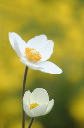 white delicate flowersの写真素材