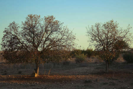 dry treesの写真素材
