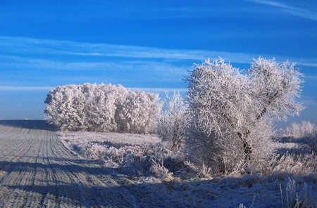 winter on fieldの写真素材