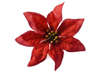 poinsettiaの写真素材