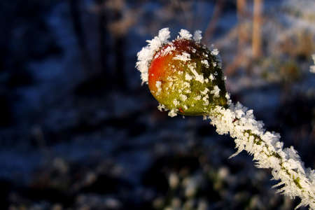 winter flowerの写真素材
