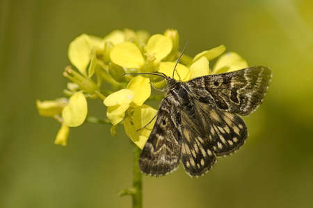 butterfly on flowerの写真素材