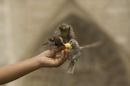 hungry small sparrowas on the handの写真素材