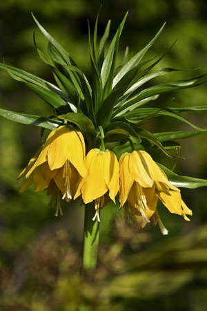 Yellow Crown imperial (Fritillaria imperialis)の写真素材