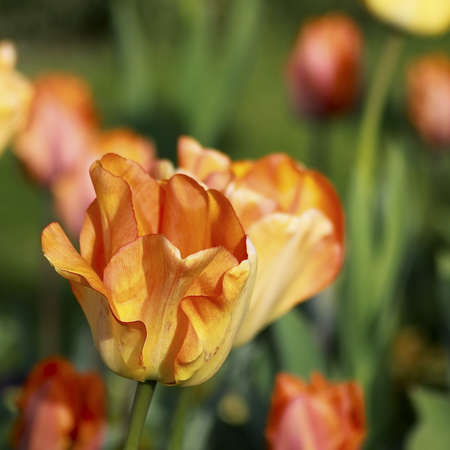 Blooming yellow - orange tulip on the flowerbedの写真素材