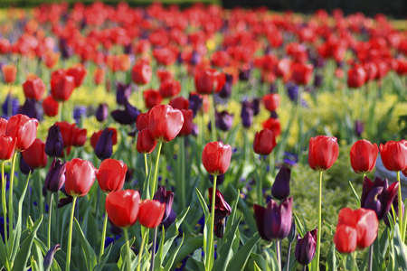 Field full of colorful spring tulipsの写真素材
