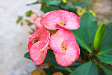 Close up Poi Sian flowers blooming in gardenの写真素材