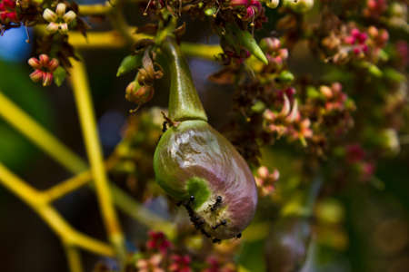 Cashew nuts and Black antの写真素材