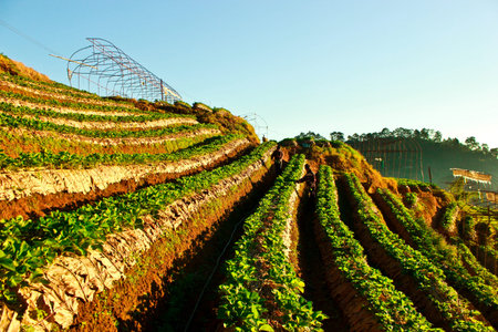 Strawberry Field, Northern Thailandの写真素材