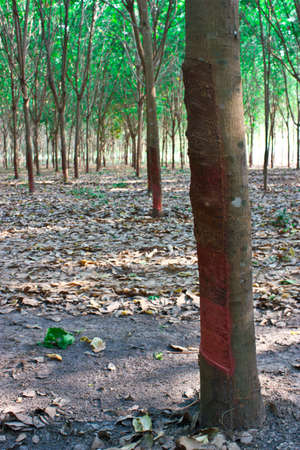 Tapping latex from a rubber treeの写真素材