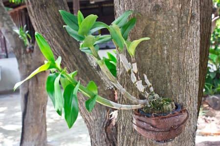 Orchid growing in  acacia auriculiformis  tree trunkの写真素材