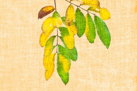 Grunge background with leavesの写真素材