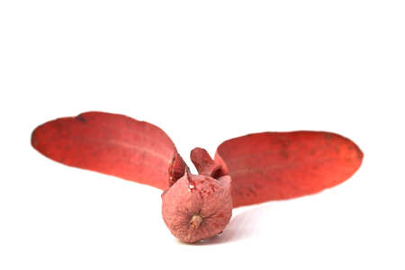 The winged seed,Dipterocarpus intricatus on white backgroundの写真素材