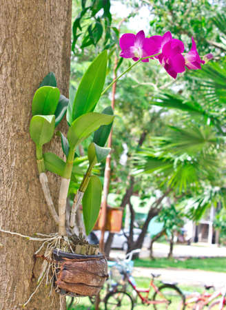 Colorful orchids and ornamental plants in the gardenの写真素材