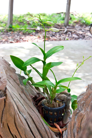 Orchidの写真素材