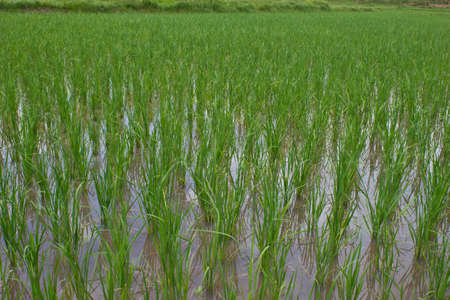 Young rice sprout ready to growing in the rice fieldの写真素材