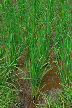 Young rice sprout ready to growing in the rice field , Thailandの写真素材