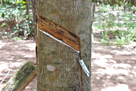 Rubber tapの写真素材