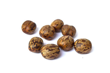 Rubber Seeds on White Backgroundの写真素材