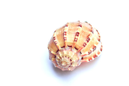 Seashell in close-up on white 