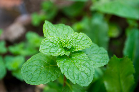 Mint leaves - herb