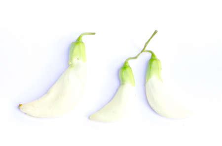 Vegetable Humming Bird Sesban Agasta isolated on whiteの写真素材