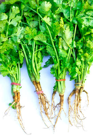 Delicious healthy Coriander on white backgroundの写真素材