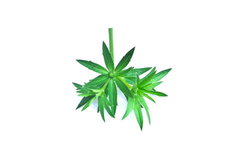 Flower of edible eryngium foetidumの写真素材