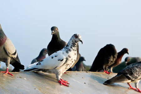 Flock of pigeonsの写真素材