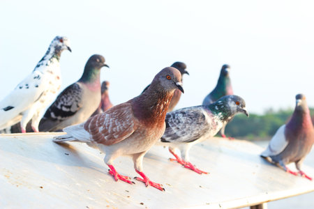 Pigeonの写真素材