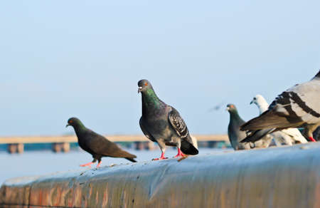 pigeons standing together on the roofの写真素材