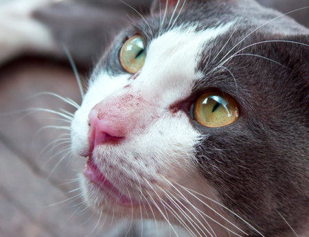 Cat portrait close upの写真素材