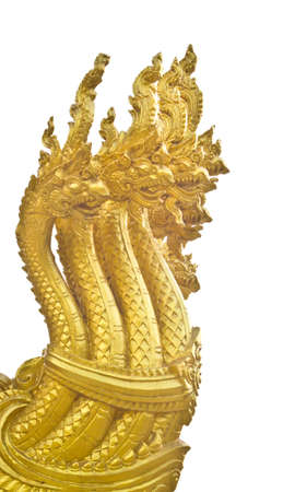 Golden head Na-ga on white の写真素材