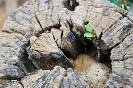 young plant reborn on tree stub