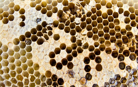 Close up view honeycomb の写真素材