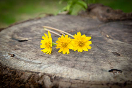 daisy flower on wooden background の写真素材