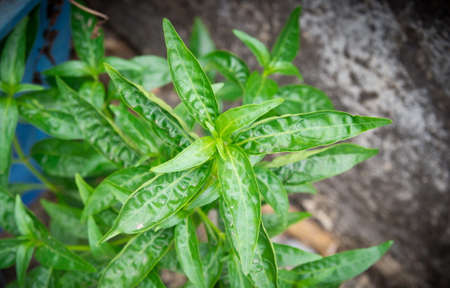 Andrographis paniculata plant Thailand Herbalの写真素材
