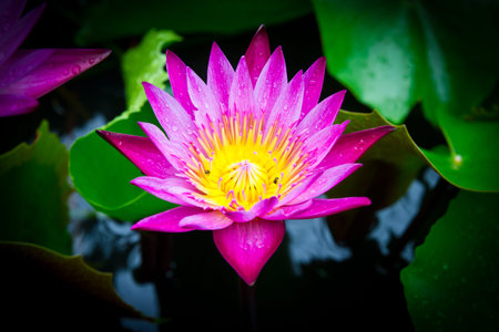 Lotus flower and Lotus flower plants